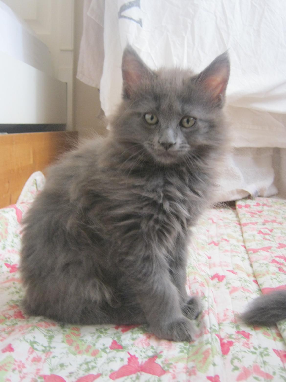 Maine Coon Gucci billede 14