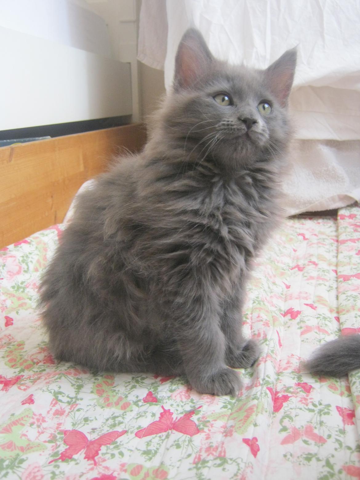 Maine Coon Gucci billede 15