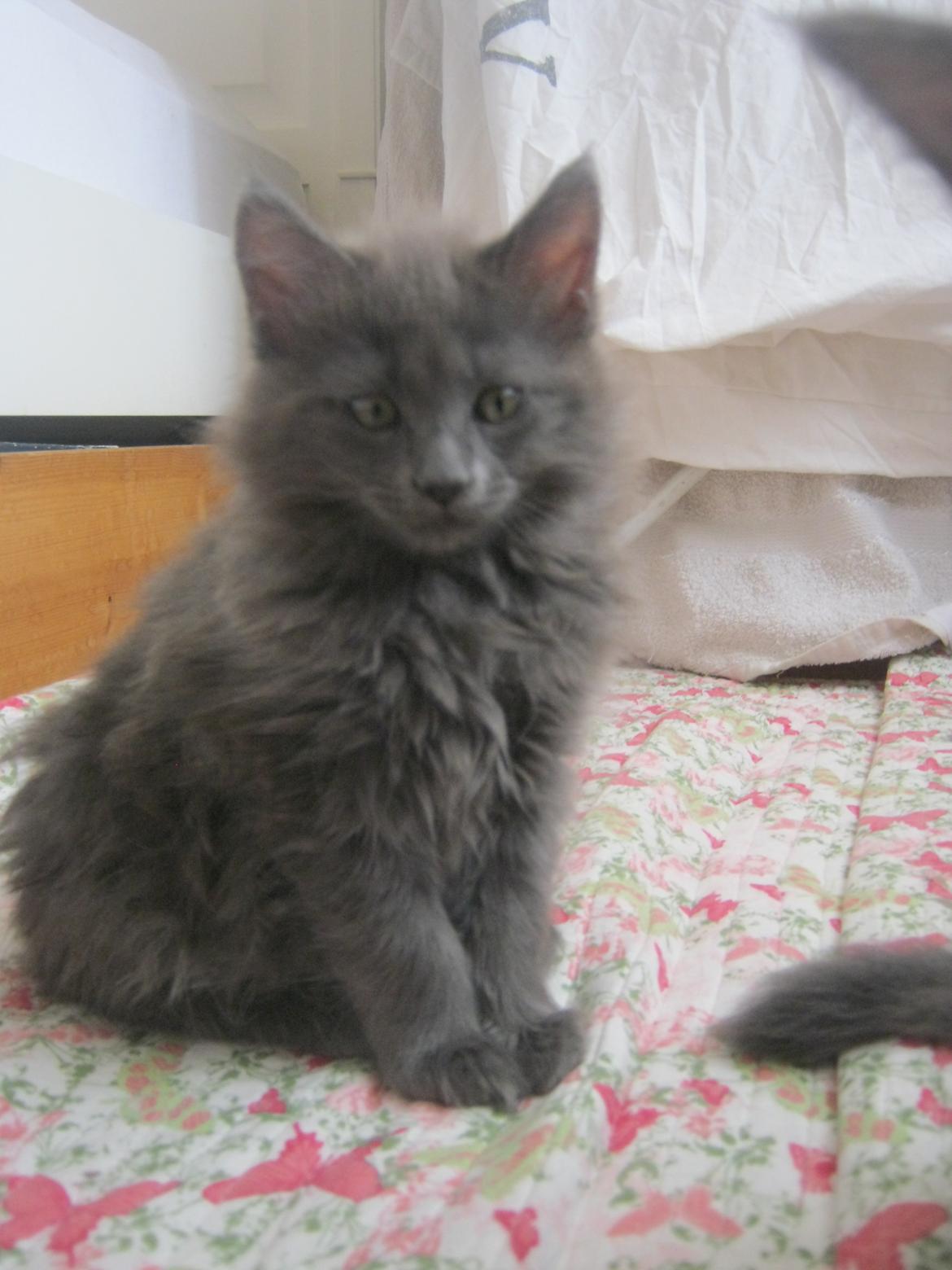 Maine Coon Gucci billede 16