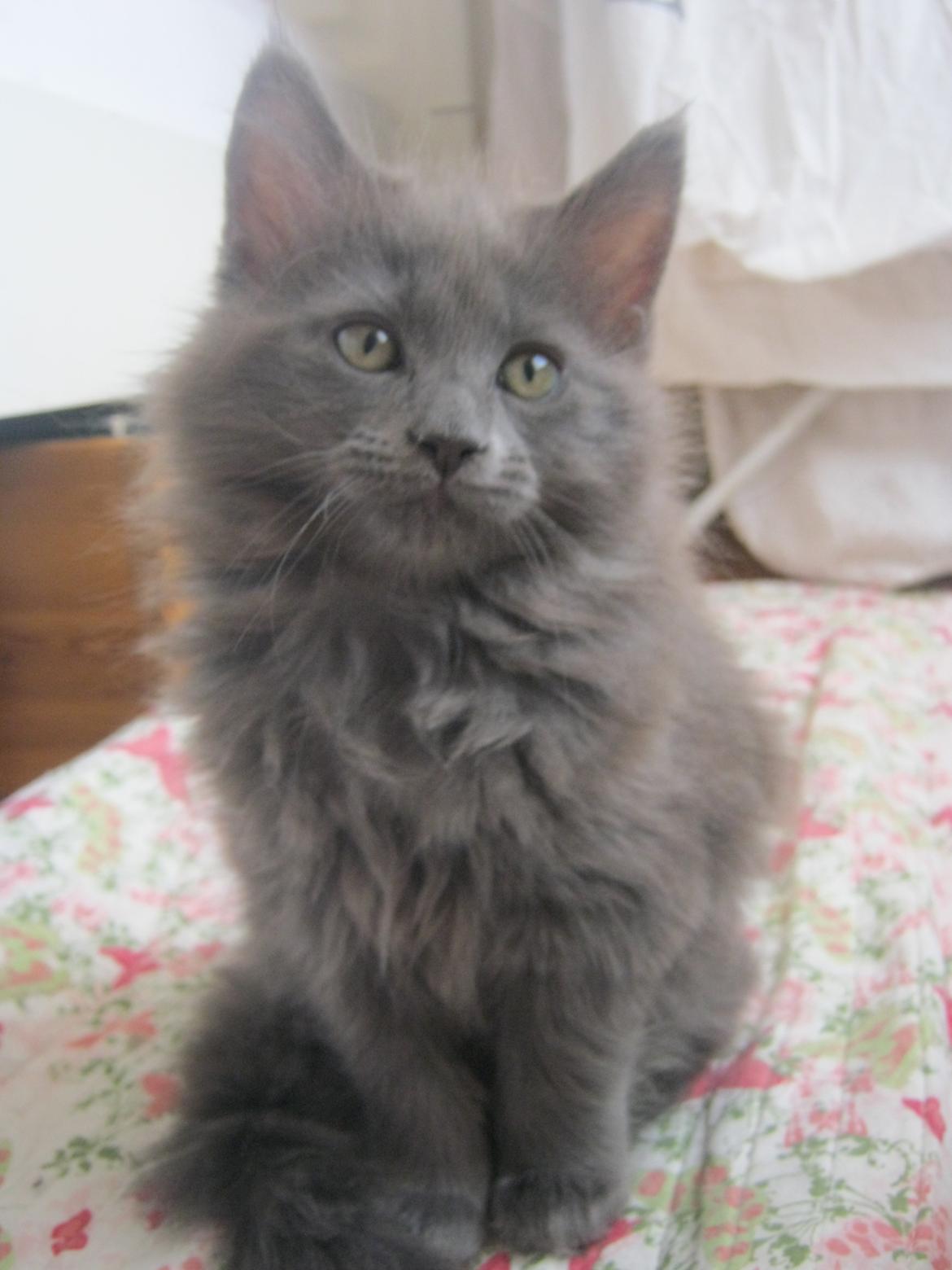 Maine Coon Gucci billede 17