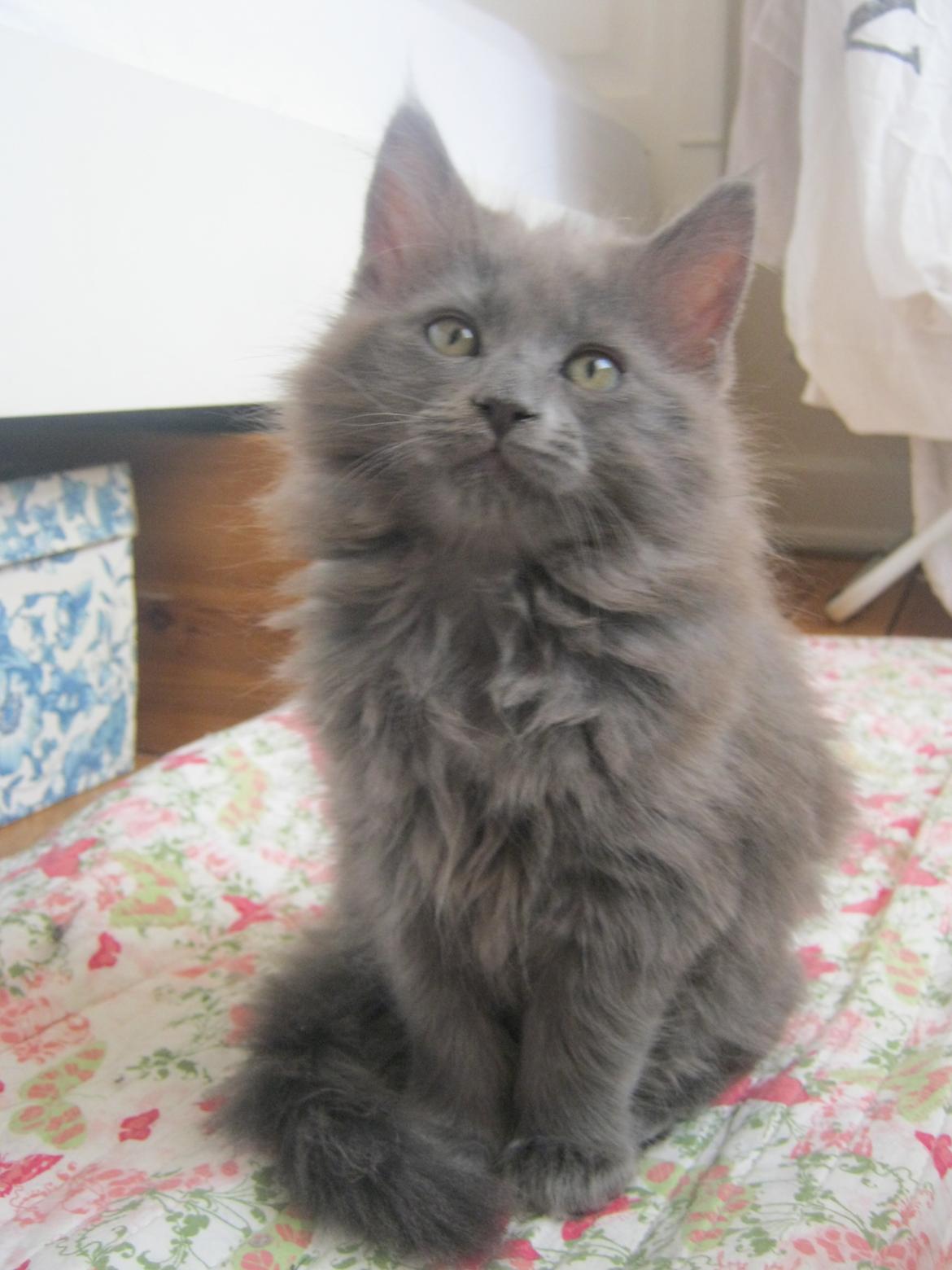 Maine Coon Gucci billede 18