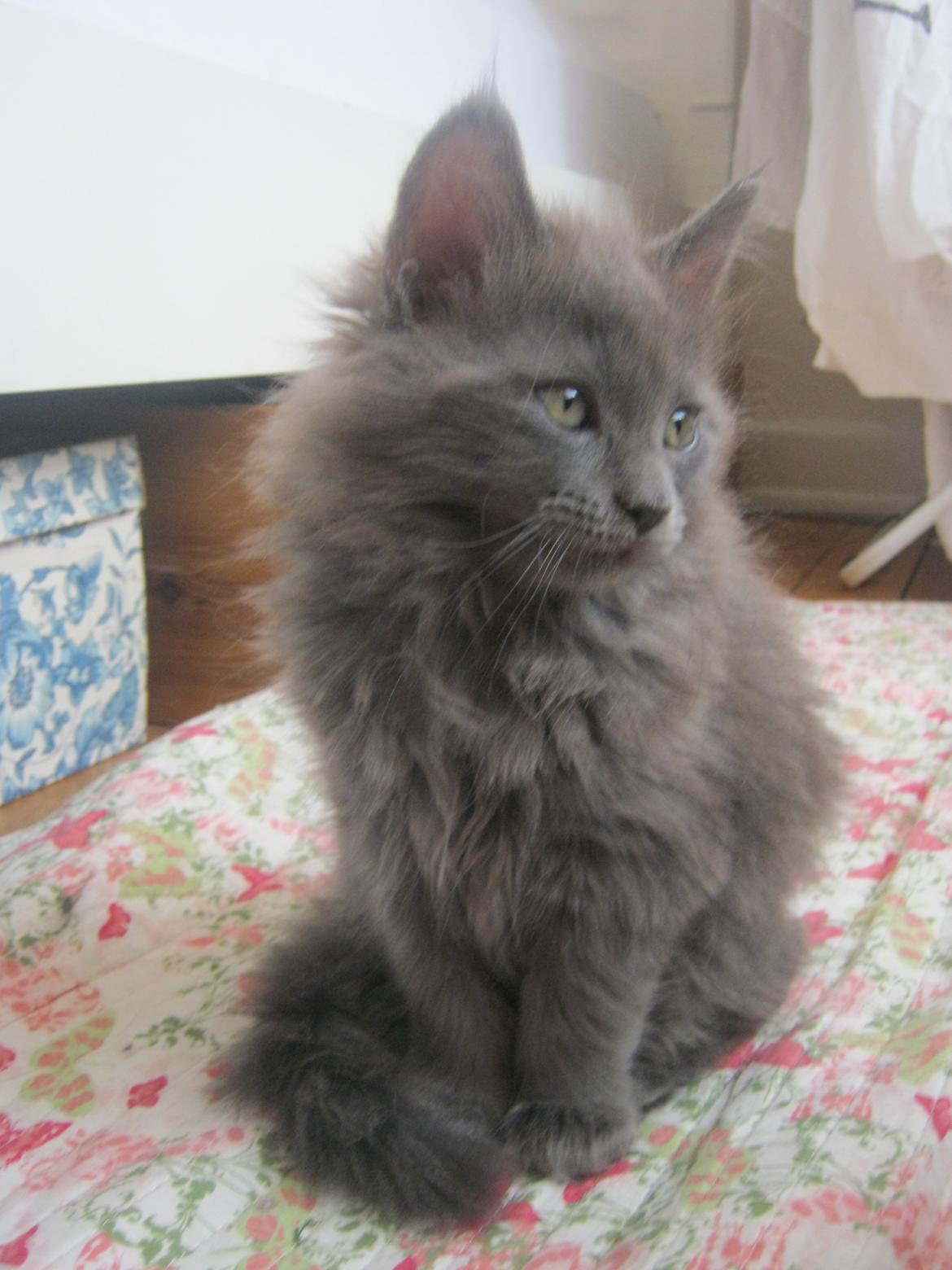 Maine Coon Gucci billede 19