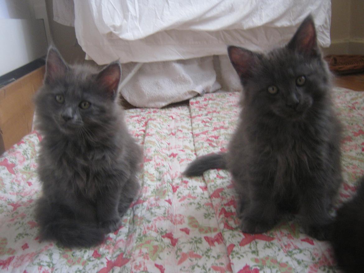 Maine Coon Gucci billede 20