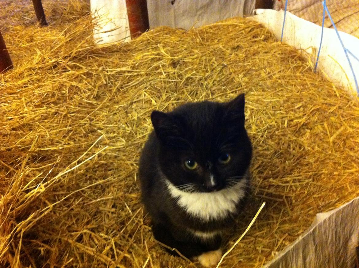 Huskat Ost<3 ( Sov sødt min lille engel:-( )*R.I.P* billede 3