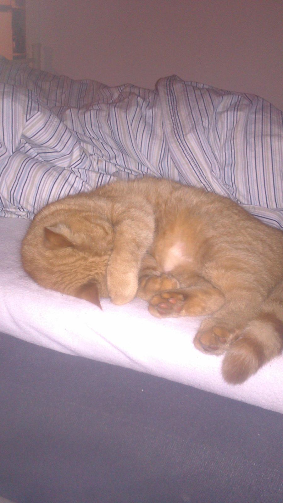 Huskat Oliver billede 1