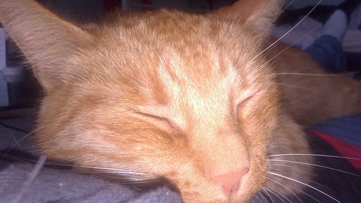 Huskat Oliver billede 2