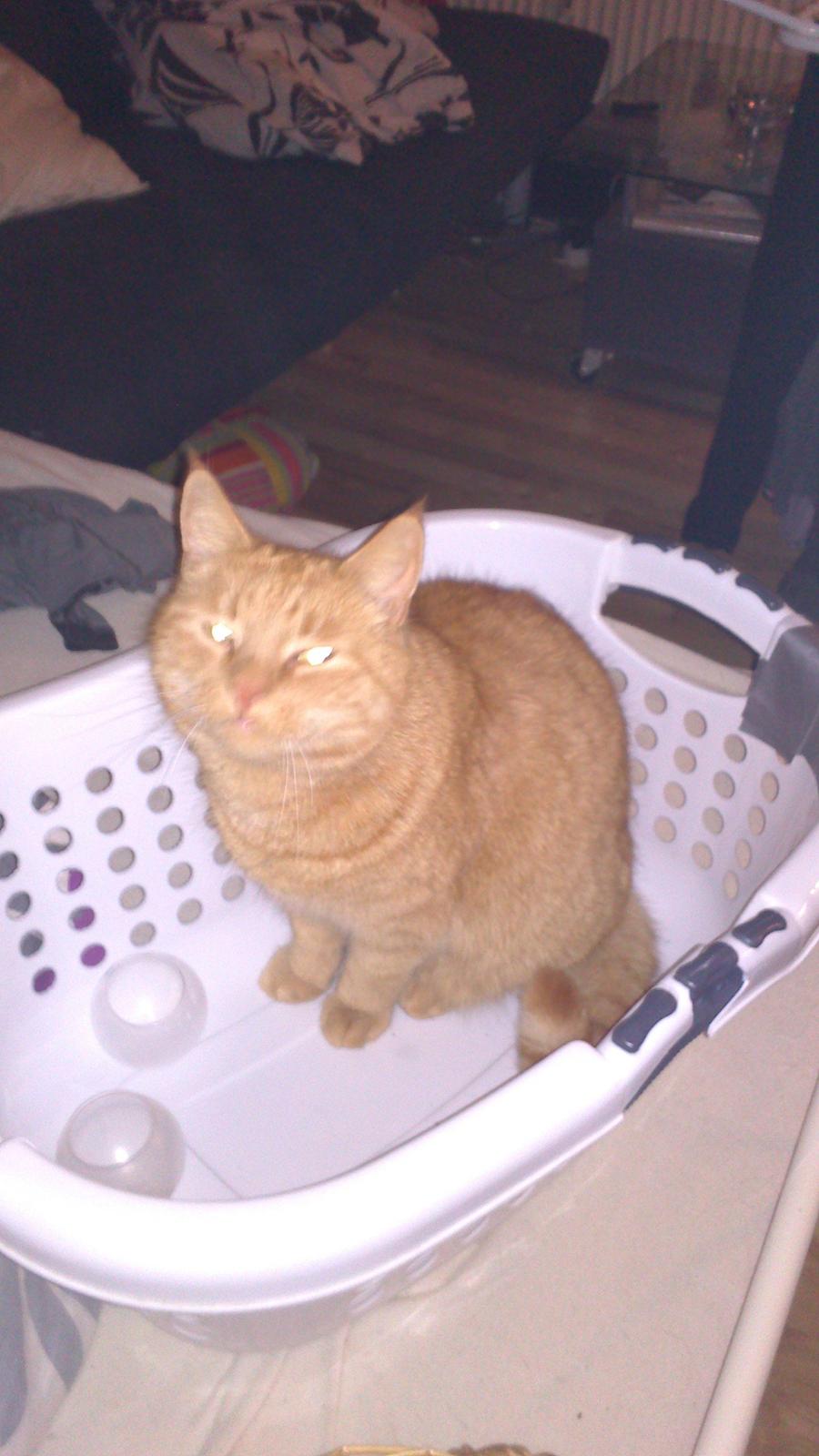 Huskat Oliver billede 3