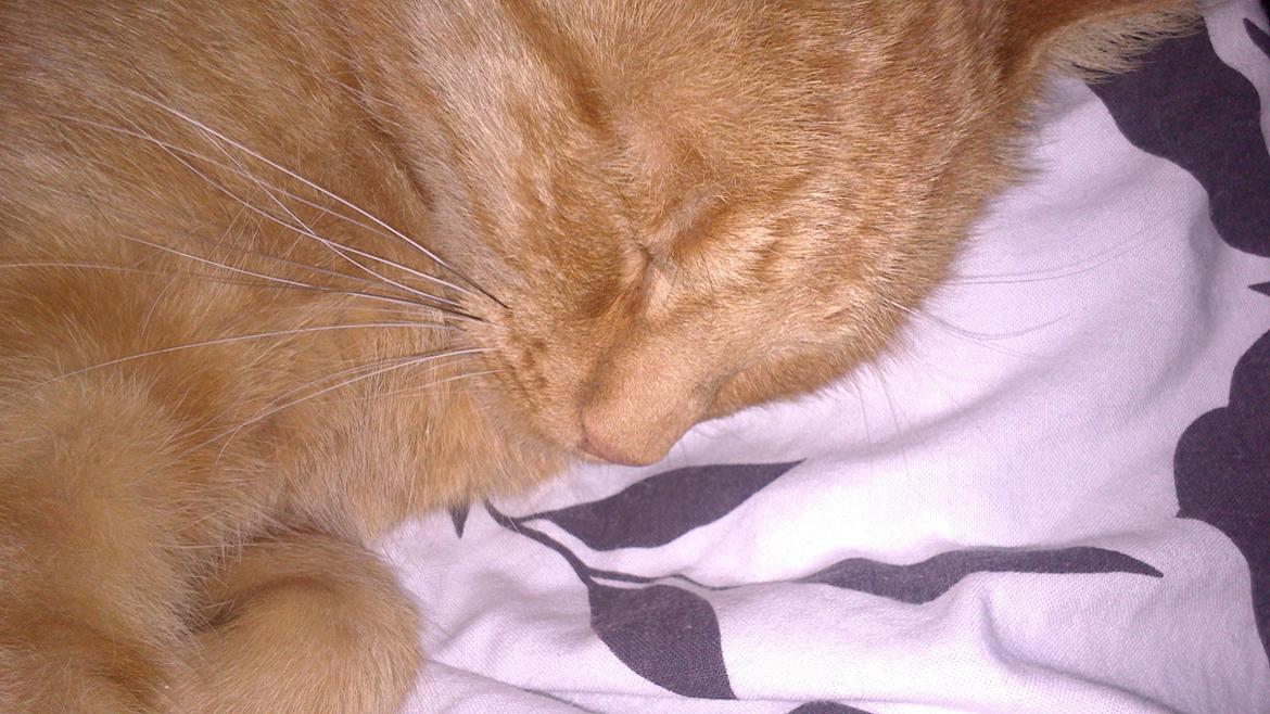 Huskat Oliver billede 4