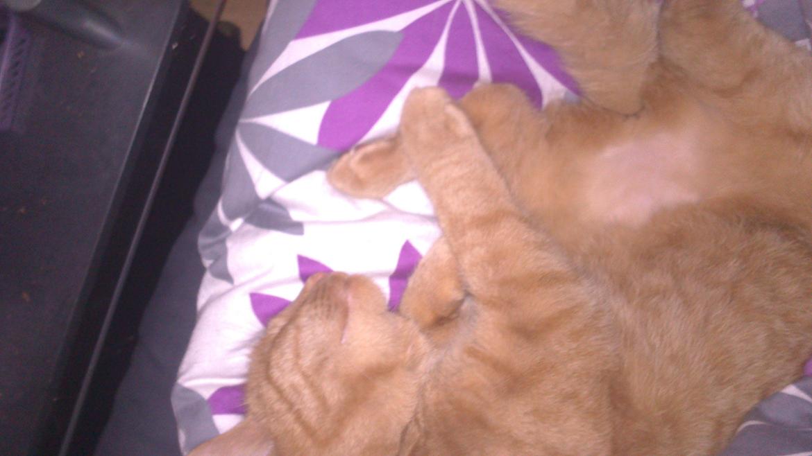 Huskat Oliver billede 5