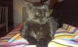 Huskat Tulle billede 1