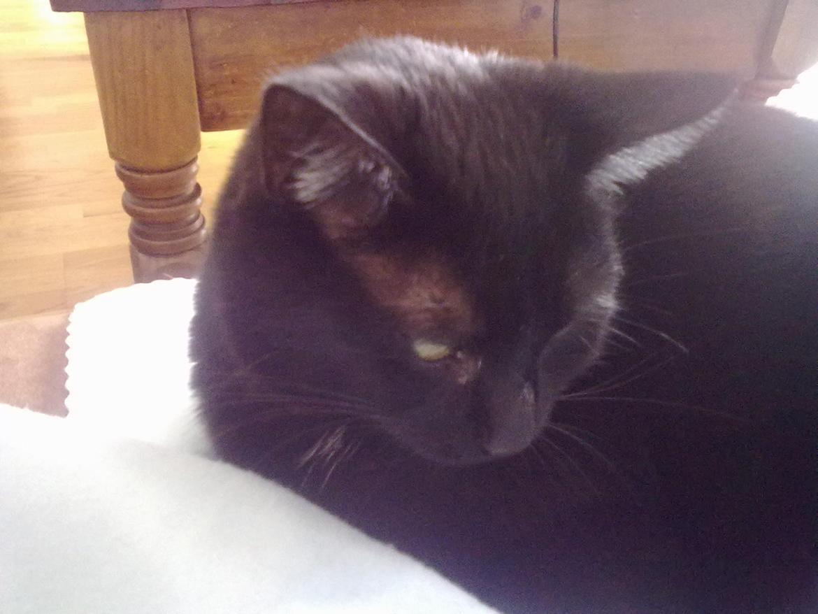 Huskat Tulle billede 2