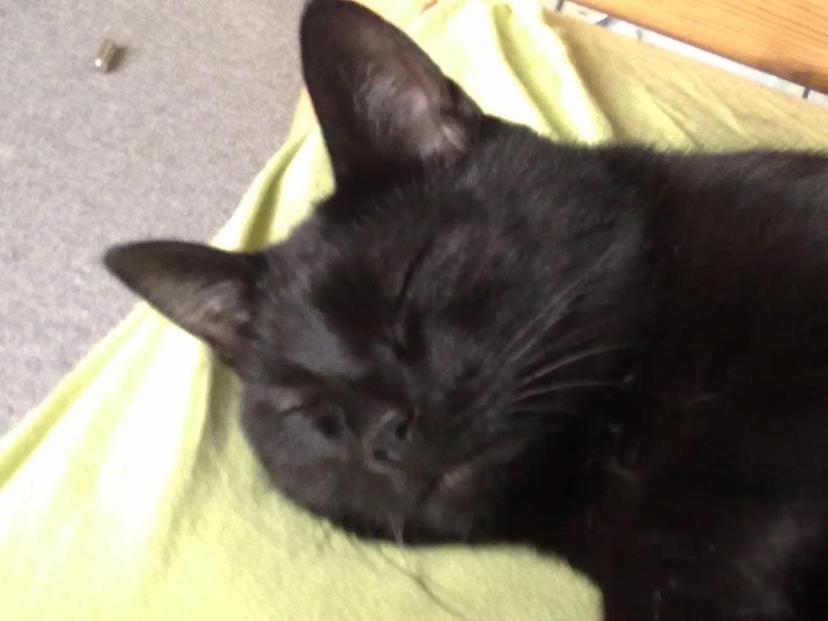 Huskat Tulle billede 3