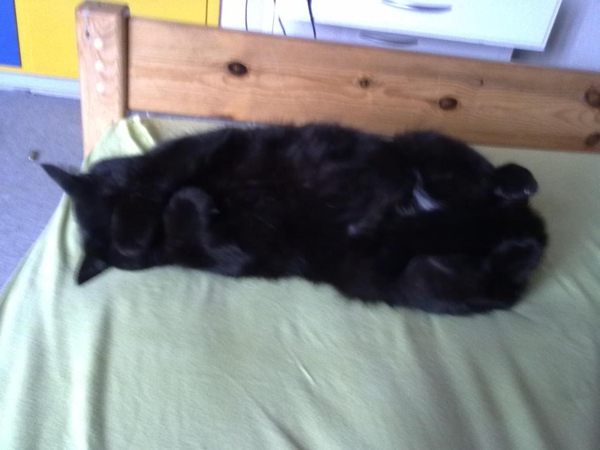 Huskat Tulle billede 4