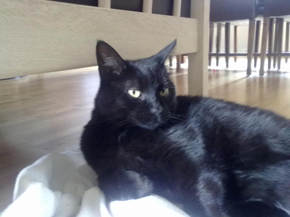 Huskat Tulle billede 5