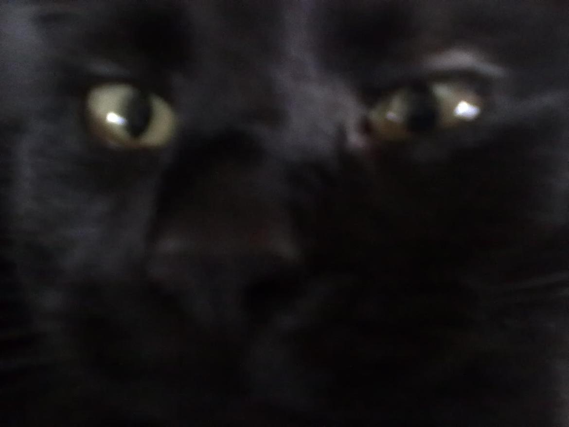 Huskat Tulle billede 6