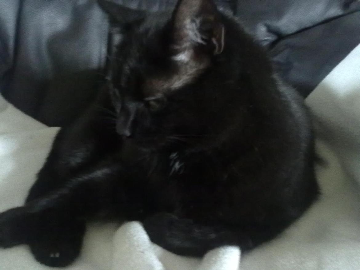 Huskat Tulle billede 7