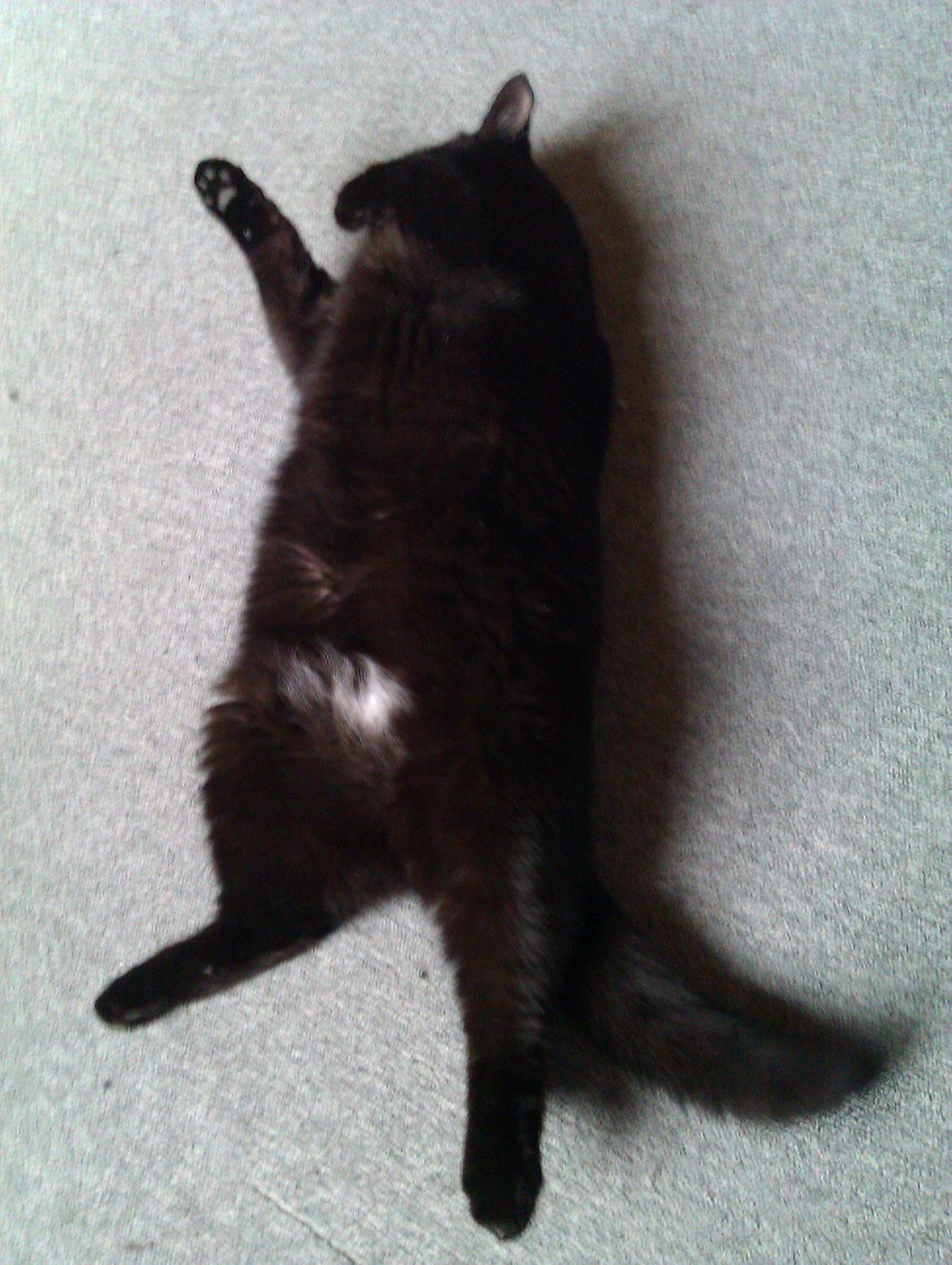 Huskat Tulle billede 8