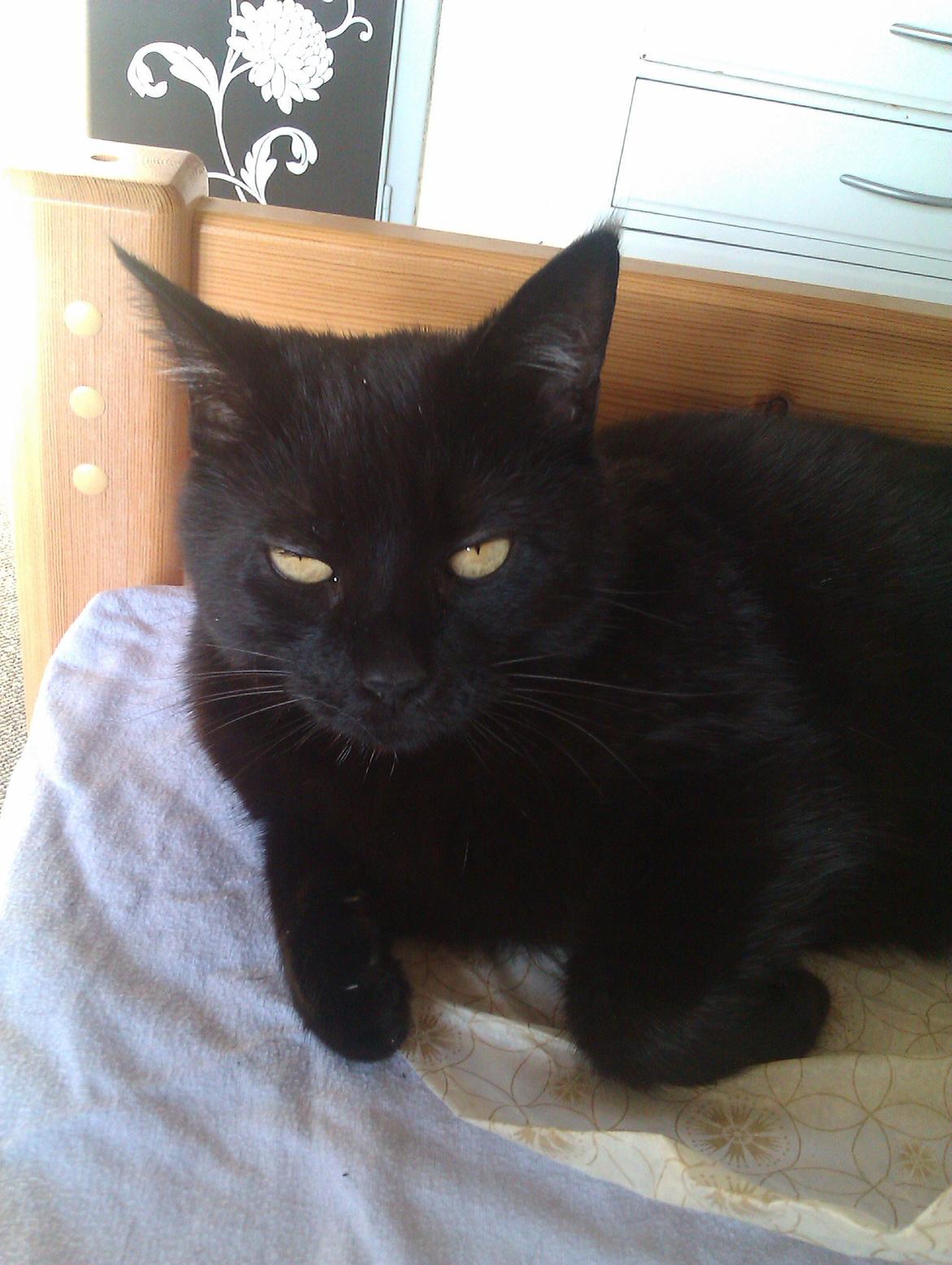 Huskat Tulle billede 9