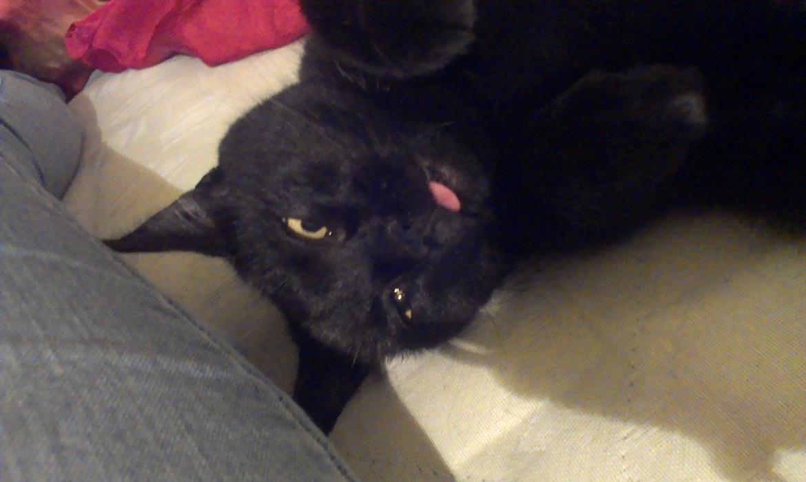 Huskat Tulle billede 10