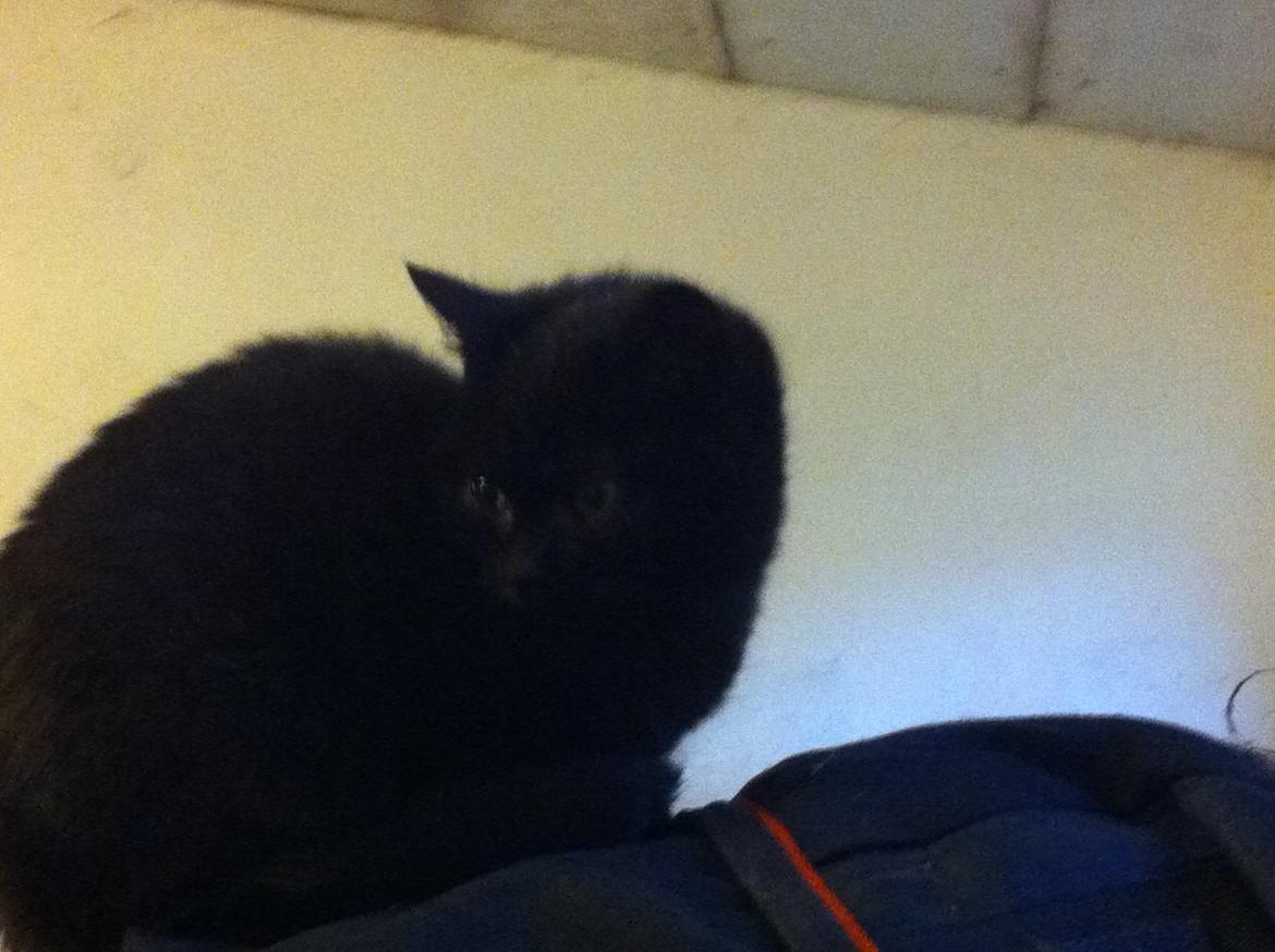 Huskat Sorti billede 12