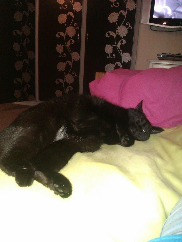 Huskat Tulle billede 13