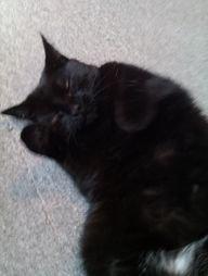 Huskat Tulle billede 14