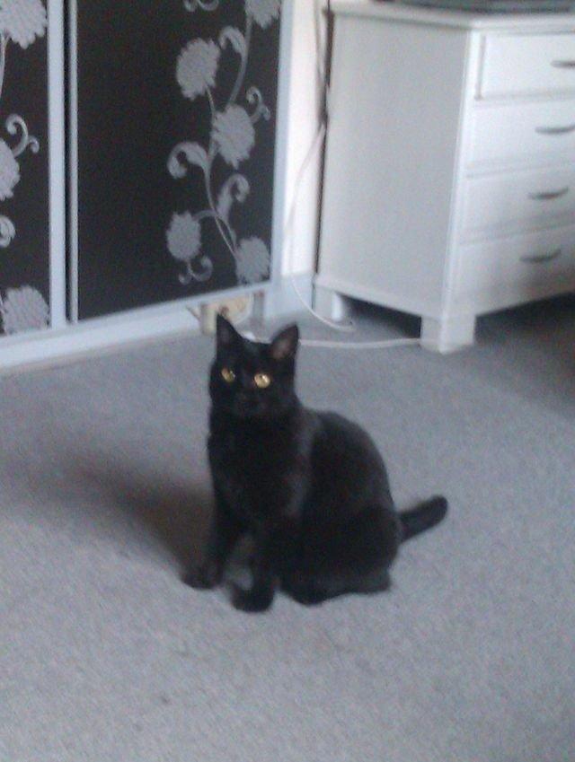 Huskat Tulle billede 15