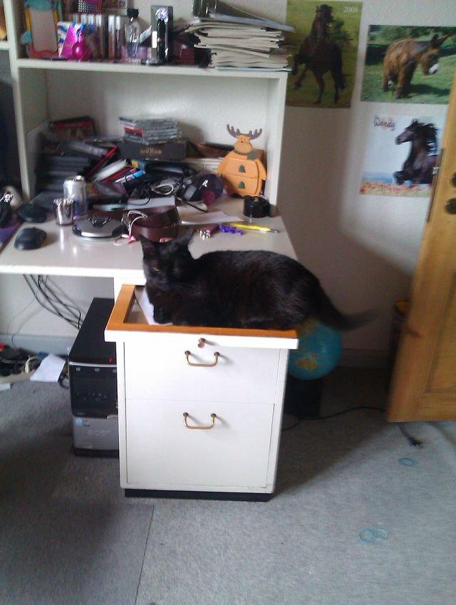 Huskat Tulle billede 16