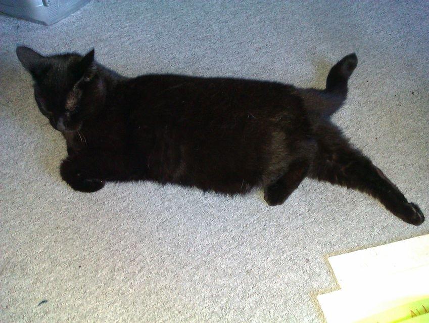 Huskat Tulle billede 17