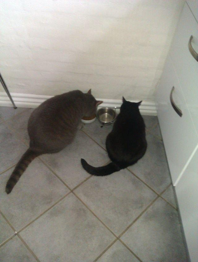 Huskat Tulle billede 18