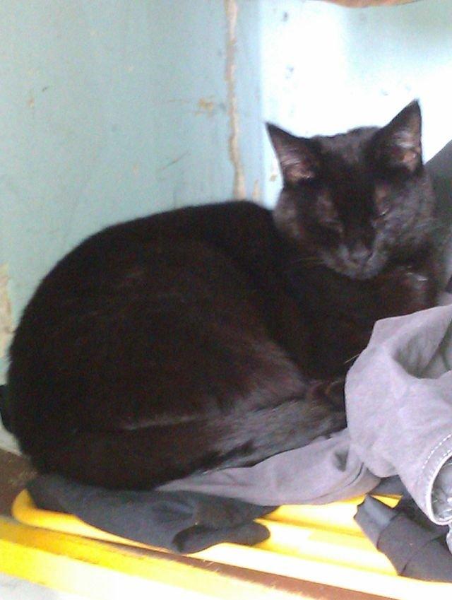 Huskat Tulle billede 19