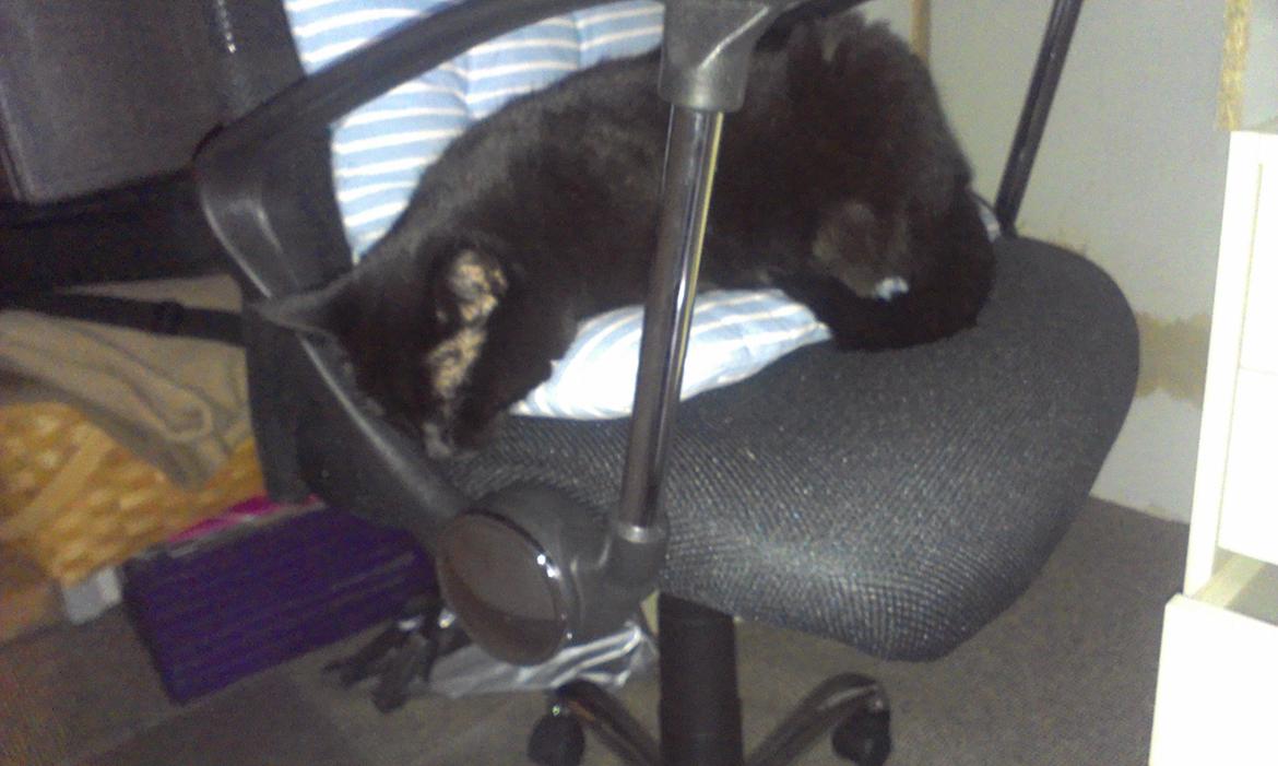 Huskat Tulle billede 20