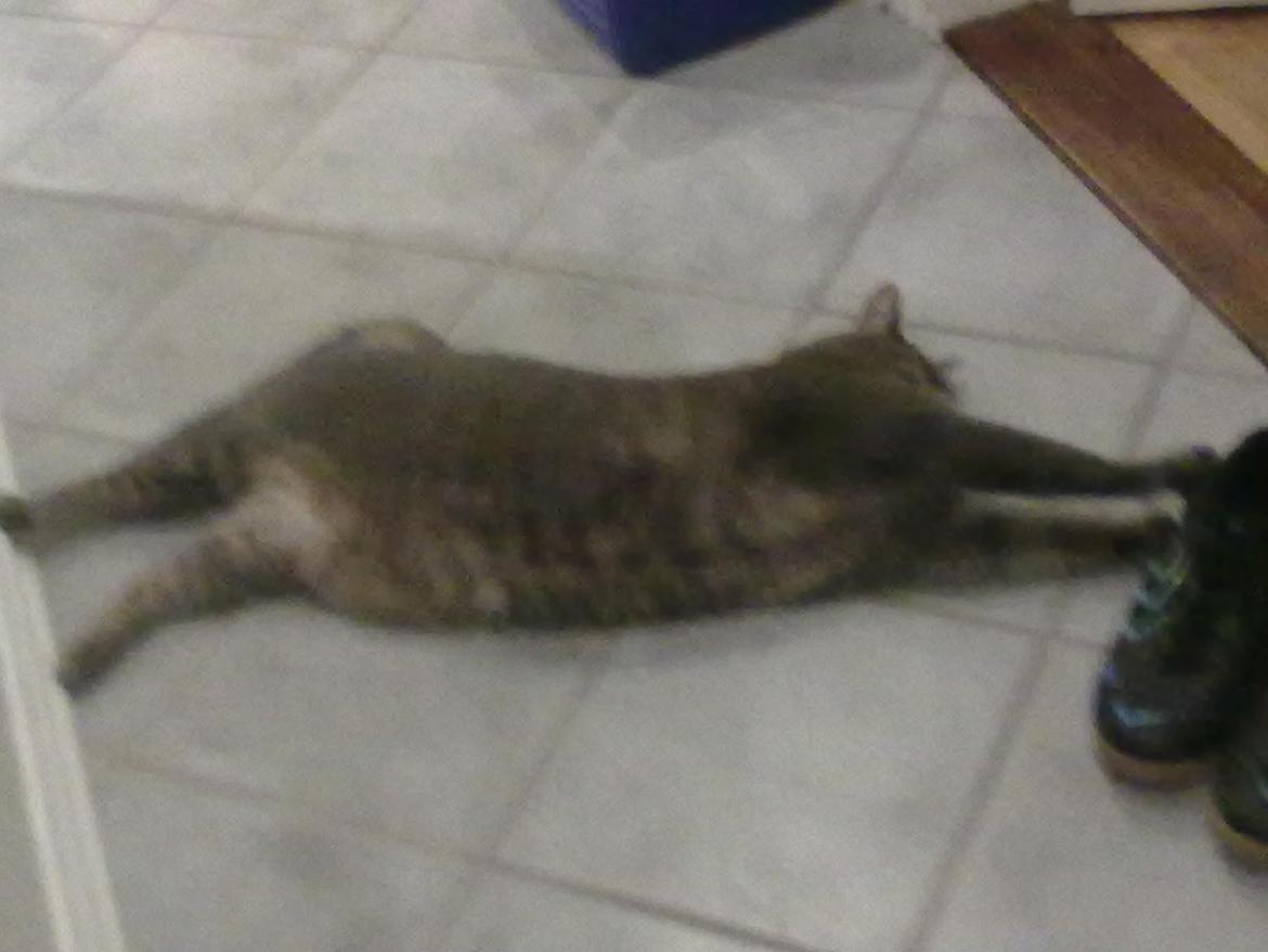 Huskat Felix billede 1