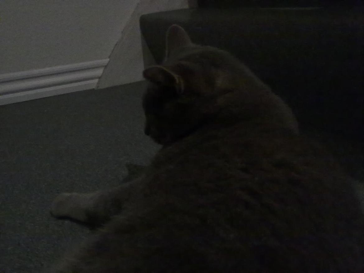 Huskat Felix billede 2