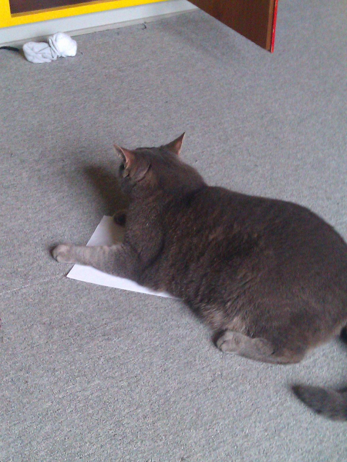 Huskat Felix billede 3