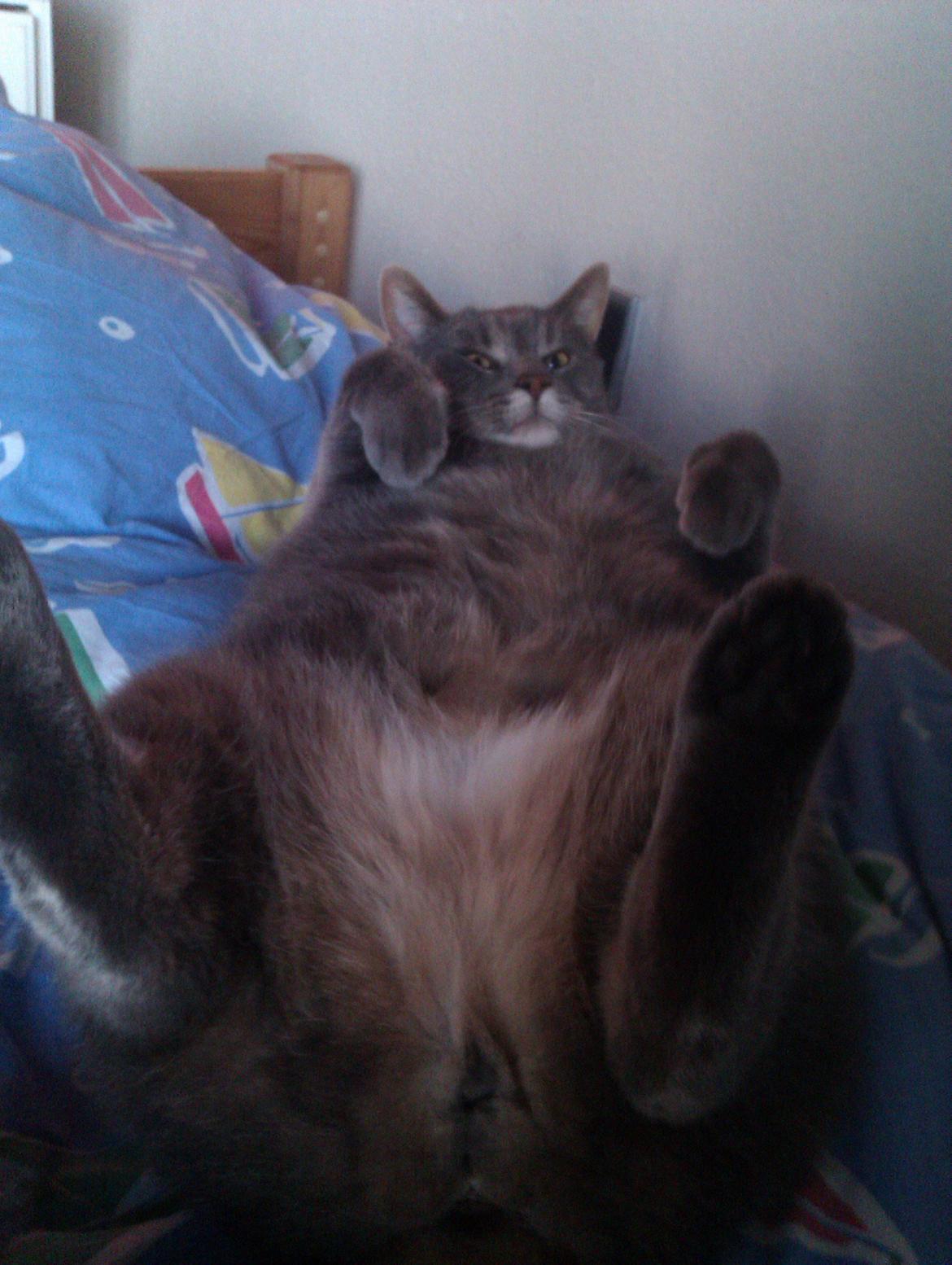 Huskat Felix billede 5