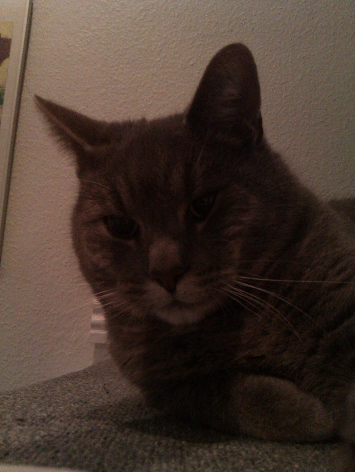 Huskat Felix billede 6