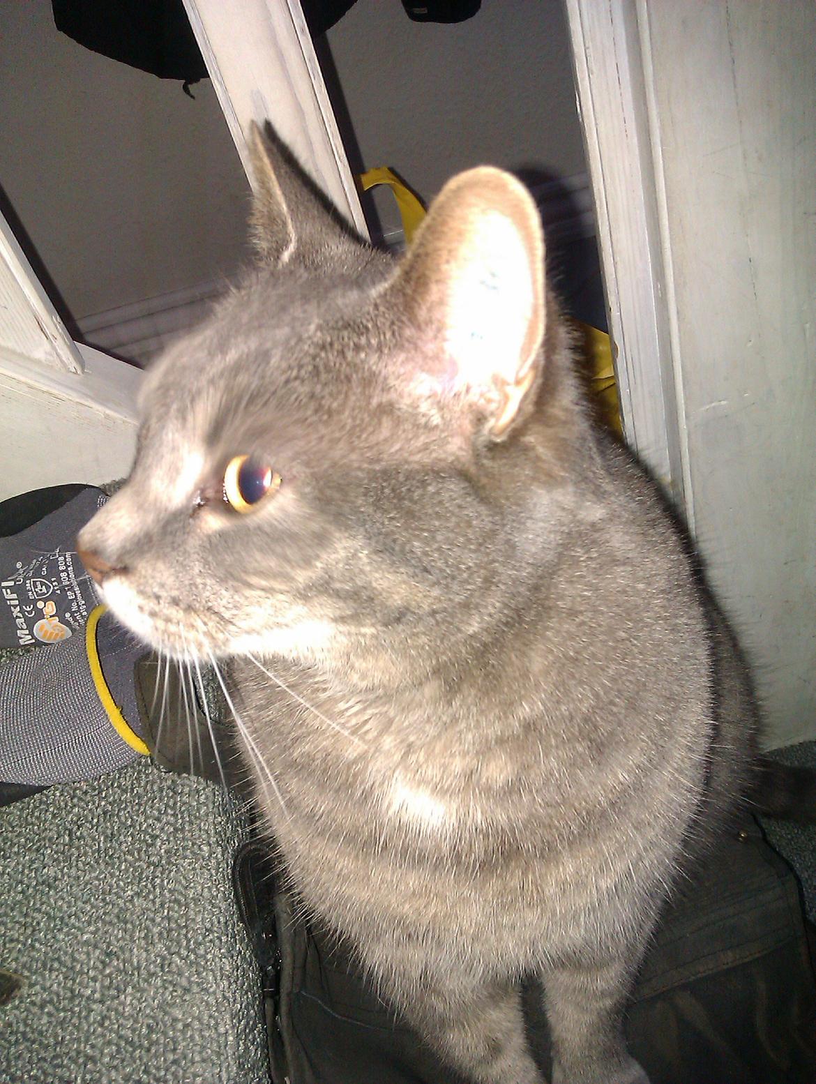 Huskat Felix billede 7