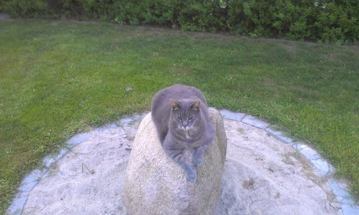 Huskat Felix billede 8