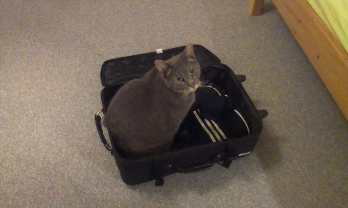 Huskat Felix billede 9