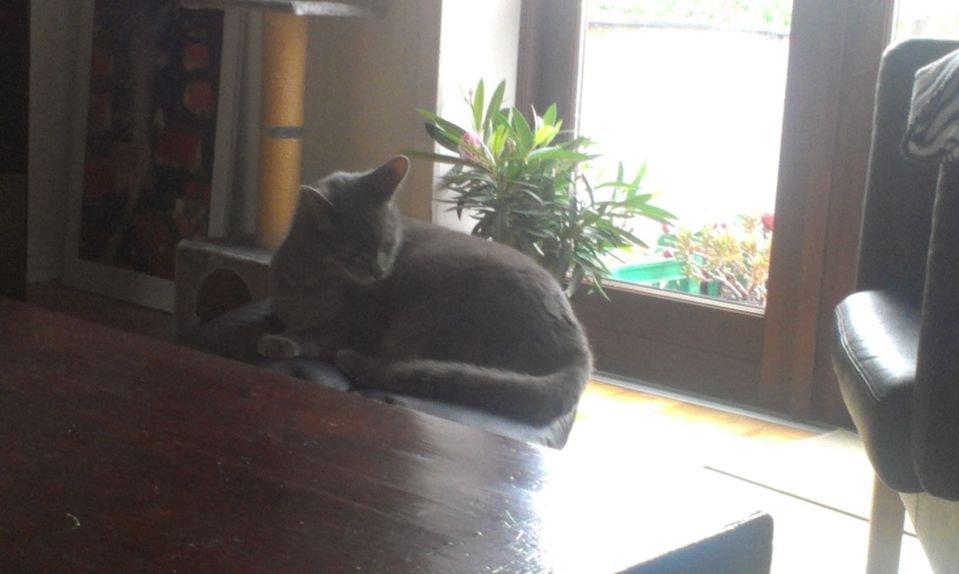 Huskat Felix billede 10