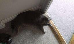 Huskat Felix billede 11