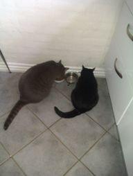 Huskat Felix billede 12