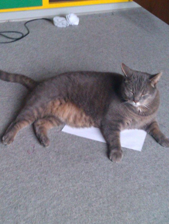 Huskat Felix billede 13