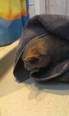 Huskat Felix billede 14