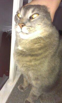 Huskat Felix billede 15