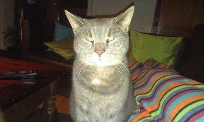 Huskat Felix billede 16