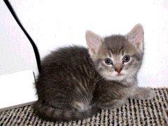 Huskat Felix billede 17