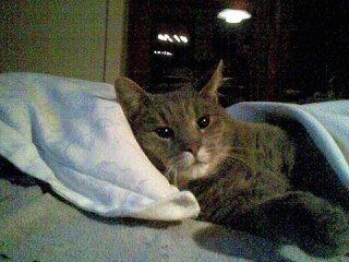 Huskat Felix billede 18