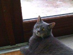 Huskat Felix billede 19